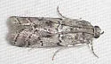 Salebriaria ademptandella - Hodges#5770.1 - photo 3