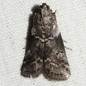 Salebriaria ademptandella - Hodges#5770.1 - photo 5