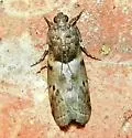 Salebriaria annulosella - Hodges#5774