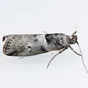 Salebriaria annulosella - Hodges#5774 - photo 2