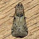 Salebriaria annulosella - Hodges#5774 - photo 3