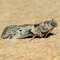 Salebriaria annulosella - Hodges#5774 - photo 4