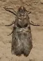Salebriaria bella - Hodges#5774.2