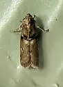 Salebriaria bella - Hodges#5774.2 - photo 2