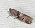 Salebriaria bella - Hodges#5774.2 - photo 3