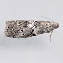 Salebriaria borealis - Hodges#5772.1