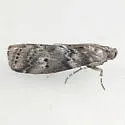 Salebriaria borealis - Hodges#5772.1 - photo 2