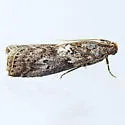 Salebriaria borealis - Hodges#5772.1 - photo 3