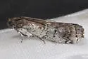 Salebriaria carolynae - Hodges#5775.8