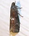 Engel's Salebriaria - Hodges#5773