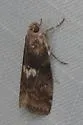 Engel's Salebriaria - Hodges#5773 - photo 2
