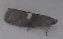 Engel's Salebriaria - Hodges#5773 - photo 4