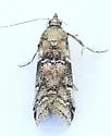 Salebriaria equivoca - Hodges#5775.4 - photo 4