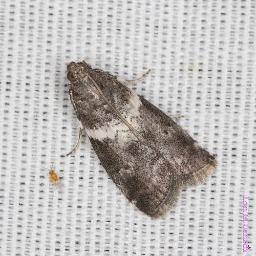 Salebriaria fasciata - Hodges#5775.1