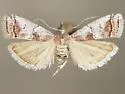 Salebriaria fergusonella - Hodges#5774.3