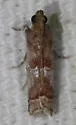 Salebriaria fergusonella - Hodges#5774.3 - photo 3