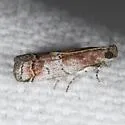 Salebriaria fergusonella - Hodges#5774.3 - photo 4