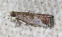 Salebriaria fergusonella - Hodges#5774.3 - photo 5