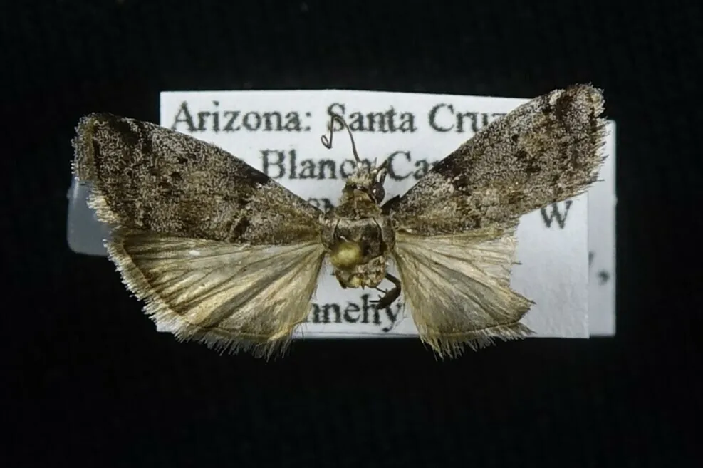 Salebriaria grandidentalis - Hodges#5774.4 - photo 2