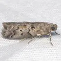 Salebriaria integra - Hodges#5775.5 - photo 2