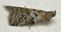 Salebriaria integra - Hodges#5775.5 - photo 3