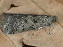 Salebriaria integra - Hodges#5775.5 - photo 4