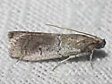 Salebriaria pallidella - Hodges#5776.2