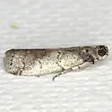 Salebriaria pallidella - Hodges#5776.2 - photo 2