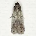 Salebriaria pallidella - Hodges#5776.2 - photo 3