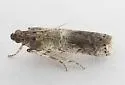 Salebriaria pallidella - Hodges#5776.2 - photo 4