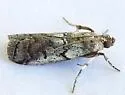 Salebriaria pallidella - Hodges#5776.2 - photo 5