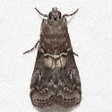 Salebriaria roseopunctella - Hodges#5773.1