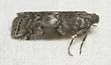Salebriaria roseopunctella - Hodges#5773.1 - photo 3