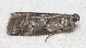 Salebriaria roseopunctella - Hodges#5773.1 - photo 4