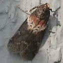 Salebriaria rufimaculatella - Hodges#5775.2
