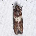 Salebriaria rufimaculatella - Hodges#5775.2 - photo 2