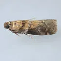 Salebriaria simpliciella - Hodges#5775.7