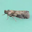 Salebriaria simpliciella - Hodges#5775.7 - photo 2