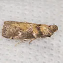 Salebriaria simpliciella - Hodges#5775.7 - photo 3