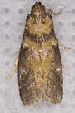 Salebriaria simpliciella - Hodges#5775.7 - photo 4