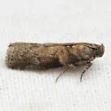 Salebriaria simpliciella - Hodges#5775.7 - photo 5