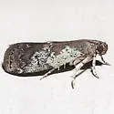 White-patched Salebriaria - Hodges#5775.3 - photo 2
