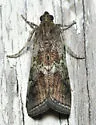 White-patched Salebriaria - Hodges#5775.3 - photo 3