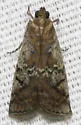 White-patched Salebriaria - Hodges#5775.3 - photo 4