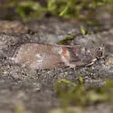 Salebriaria tenebrosella - Hodges#5775 - photo 2