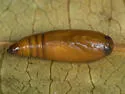 Salebriaria tenebrosella - Hodges#5775 - photo 4
