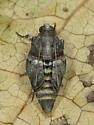 Salebriaria tenebrosella - Hodges#5775 - photo 5