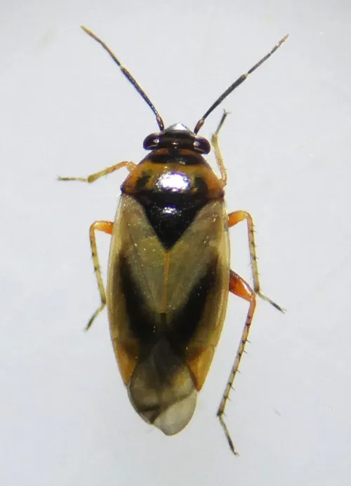Salicarus roseri - photo 2