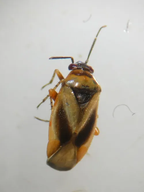 Salicarus roseri - photo 3