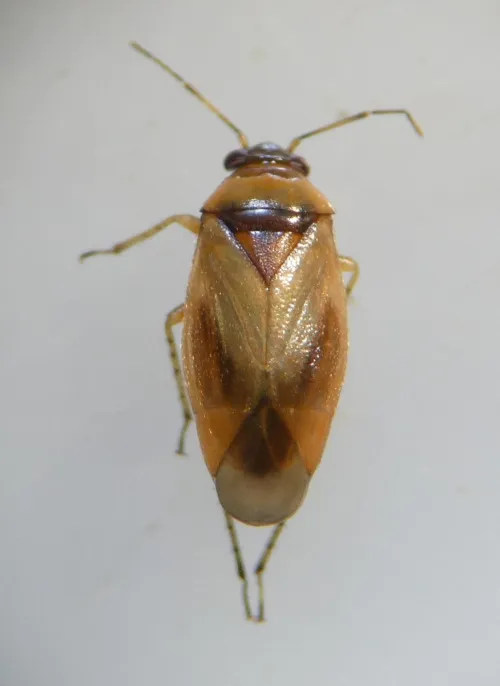 Salicarus roseri - photo 4